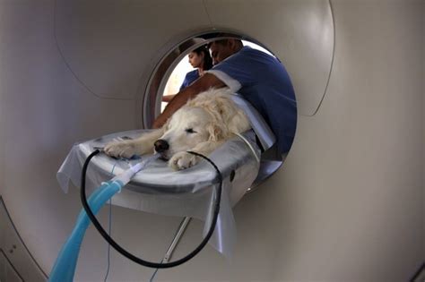 And others will continue to live comfortably for months on end. Lung Tumors in Dogs & Cats - Early Identification is Key!