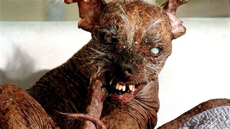 15 Worlds Ugliest Dogs Or Cutest Dogs Youtube