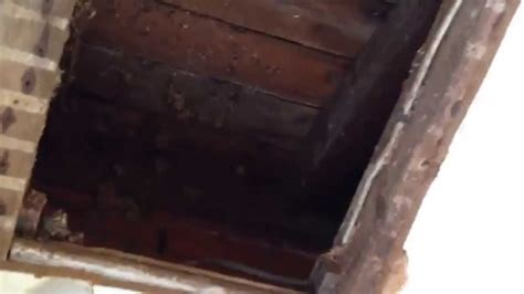 This will kill any mold that is present as well as start. Repairing BEE ? OR WATER ? Damaged Ceiling - YouTube