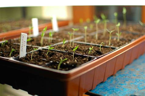 Ready to grow tomatoes but need help getting started? Tips for Growing Tomato Plants From Seed