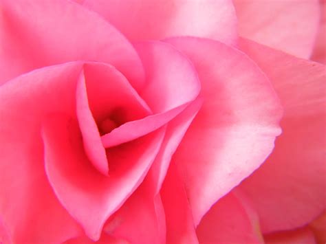 Sensual Pink Petals Open For You Photograph By Mary Sedivy Fine Art
