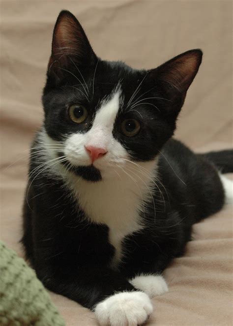 Everything You Need To Know About Tuxedo Cat Breeds