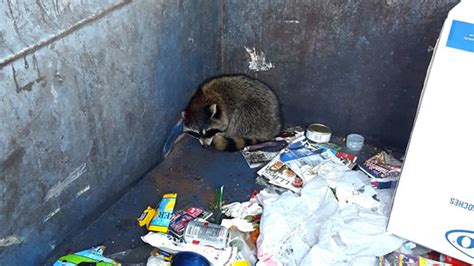 What To Do When You Find A Raccoon Stuck In A Dumpster