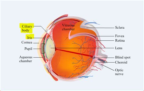 What Is The Difference Between The Function Of Iris And Ciliary Muscles