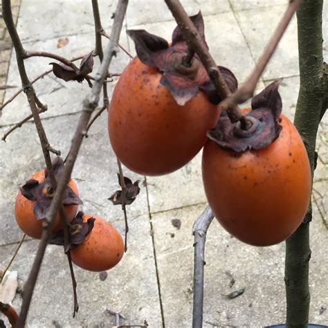 In some countries, they are also called hurma. Fruit Trees - Home Gardening Apple, Cherry, Pear, Plum ...