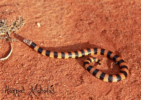 Desert Banded Snake Simoselaps Anomalus Hannah Nicholas Flickr