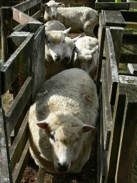 Woolshed 1 Sheep Farm Husbandry Training Sheep