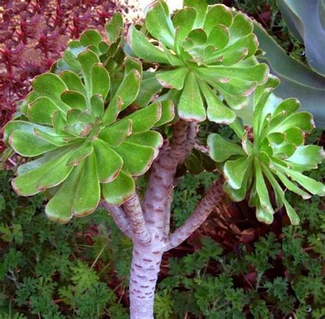 Las plantas suculentas o crasas son los camellos del reino vegetal por su adaptación a la sequía. Aeonium - Crassulaceae - Como curar y cultivar las plantas ...