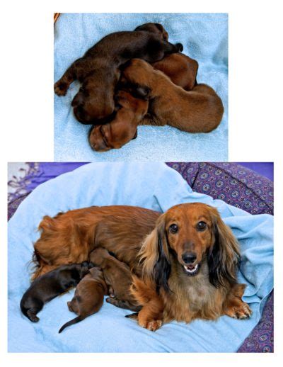 Use the search tool below and browse. Miniature Long Haired Dachshund Puppies for Sale - Dikerdachs