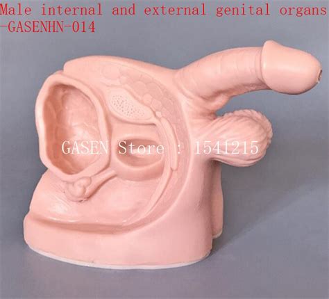 Este modelo muestra que los genitales masculinos adultos anatomía
