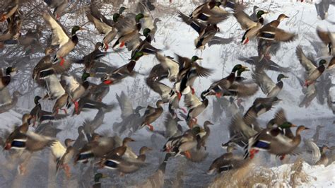 48 Duck Hunting Wallpaper Wallpapersafari