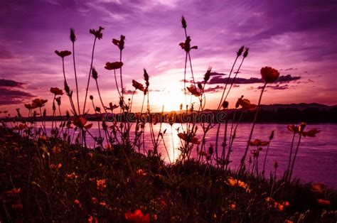 Sunset River Color Purple Stock Photo Image Of Horizon 55582736