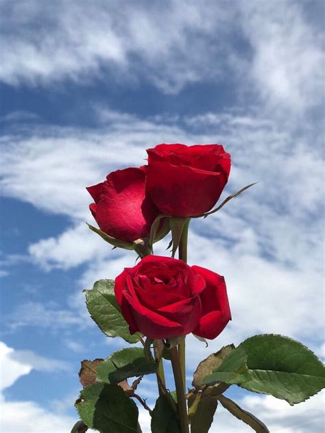 We offer an extraordinary number of hd images that will instantly freshen up your smartphone or computer. Red Roses , Blue , Sky , Wallpaper , Tumblr | Red roses ...
