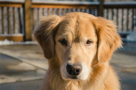 Adult Golden Retriever Close Up Photo · Free Stock Photo