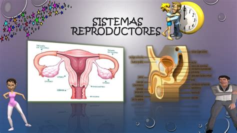 Sistemas Reproductores Masculino Femenino
