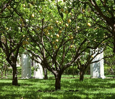 Lemon Tree Lifespan - What Is The Average Lifespan Of 