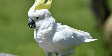 Smartest Pet Birds Top 7 Most Intelligent Birds Hutch