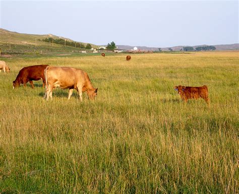 Range Pasture And Forages Department Of Agronomy And Horticulture University Of Nebraska