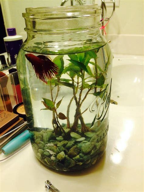 Aquarium unik ini mempunyai model yang mini sehingga bisa dipindahkan sesuai yang anda kehendaki. 14 Desain Aquarium Unik dan Cara Membuatnya - inReview.id
