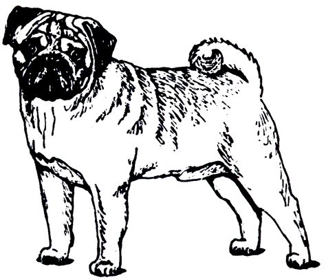 Dogs coloring pages for adults discover our coloring pages of dogs to print and color for free. Pug Clip Art - ClipArt Best