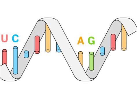 Las 5 Diferencias Claves Entre El ADN Y El ARN