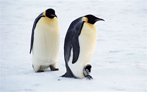 They also have a romantic side. Penguin | The Biggest Animals Kingdom