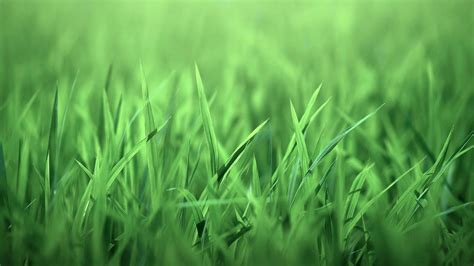 Download Blirknetwallpapers1920x1080green Grass Wallpaper 1