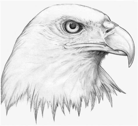 Eagle Drawing For Kids At Getdrawings Free Download