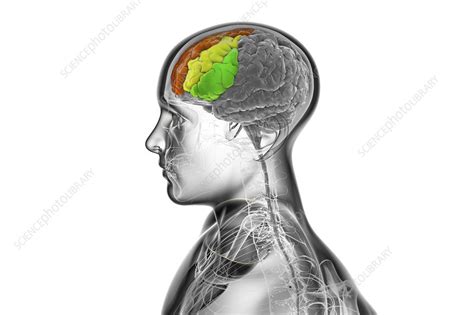 Human Brain With Highlighted Frontal Gyri Illustration Stock Image