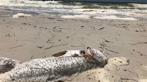 Red Tide Dead Fish Return To Pinellas County Beaches Bay News 9