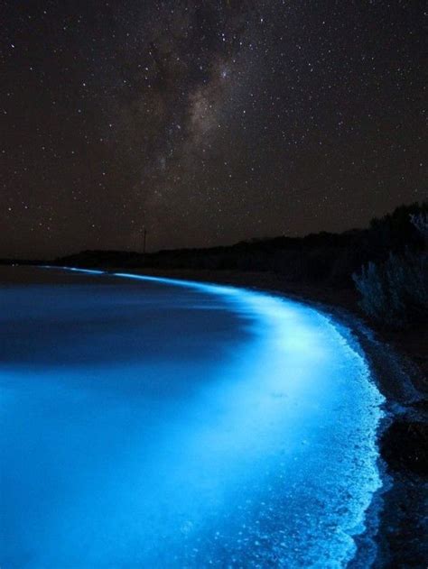 Bioluminescence In Nature Mariecor Agravante Tasmania