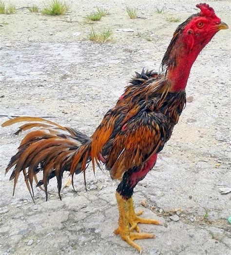King pama ninja ayam legendaris di thailand. AYAM LAGA NO1 THAI: DUNIA AYAM