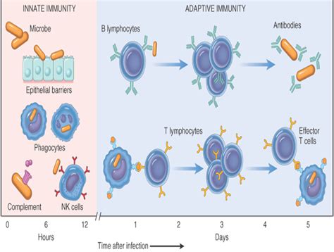 Directing innate and adaptive immunity, coagulation, and inflammation. CH14: Immune 8 at Washtenaw Community College - StudyBlue