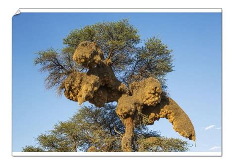 Prints Of Huge Communal Nest Of Sociable Weavers In A Camelthorn