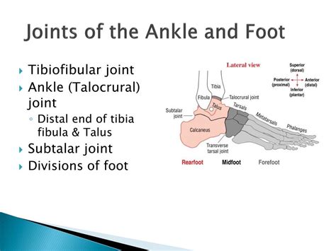 Ppt The Ankle And Foot Powerpoint Presentation Free Download Id