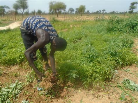 Subsistence Farming Niger Farm House