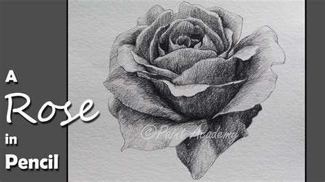 How To Draw A Realistic Rose With Pencil Step By Step