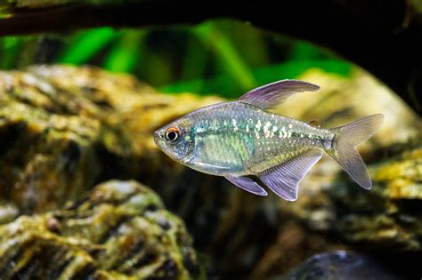 Sierra Fish And Pets Your Local Seattle Pet Supply Store