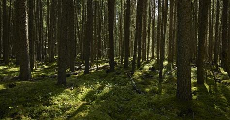 Canadas Boreal Forest Why Its So Important