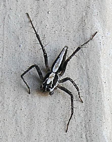 Little Black Spider With White Stripe Oxyopes Tridens Bugguidenet