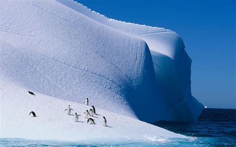 Wallpaper Landscape Penguins Animals Nature Iceberg Arctic