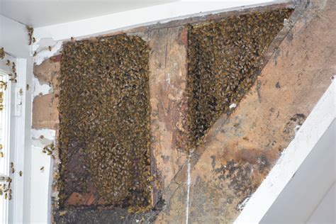 Honey Bees Inside Of A Wall Honey Bee Bee Bee Colony