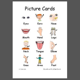 Family tree names picture vocabulary. Simple Body Part Pictures