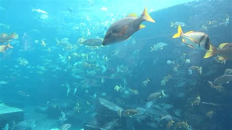 The Dig And Ruins Lagoon Tropical Marine Animals In Aquarium Atlantis