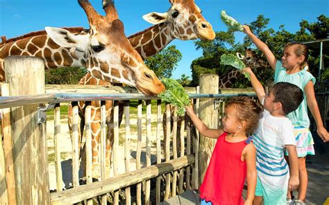 Vive Una Experiencia Educativa Para Toda La Familia En Un Zoológico Con