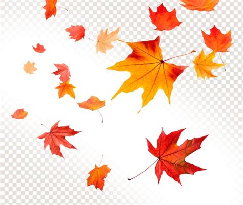 Premium Psd Psd Falling Autumn Leaves On A Transparent Background
