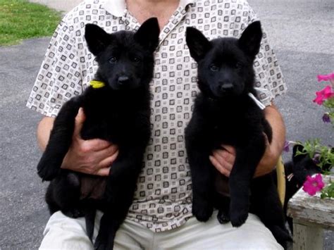 The German Shepherd Solid Black German Shepherd Puppies