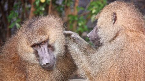 Baboons Ditch Their Close Knit Male Friends When They Sire Offspring
