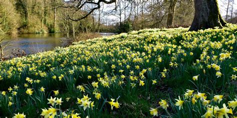 Flowers that bloom in march uk. March Birth Flower | The Old Farmer's Almanac