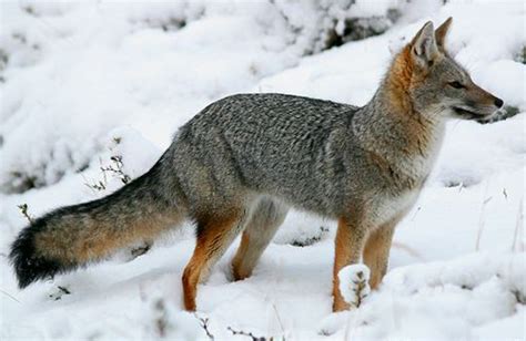 Fox Species South American Grey Fox